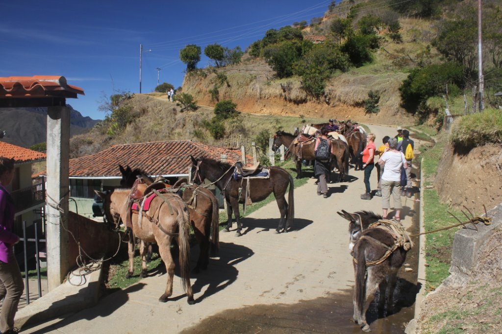 26-The mules are ready to go.jpg - The mules are ready to go